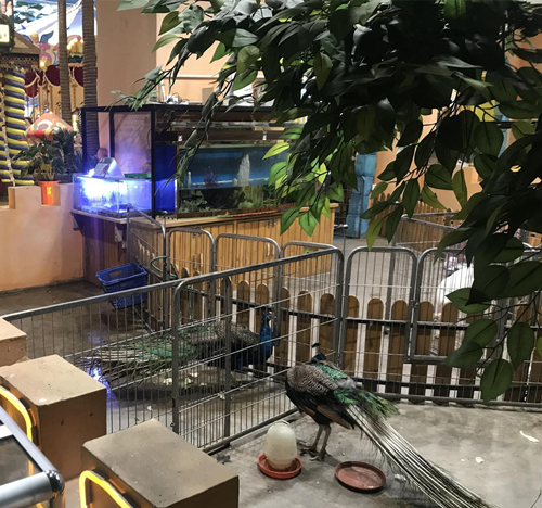 室內動物園噴霧除臭機