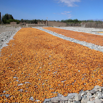 杏干烘干機(jī)
