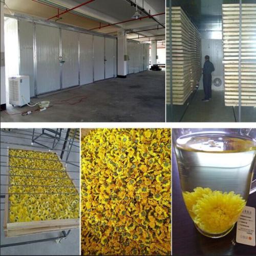 金絲皇菊烘干除濕機