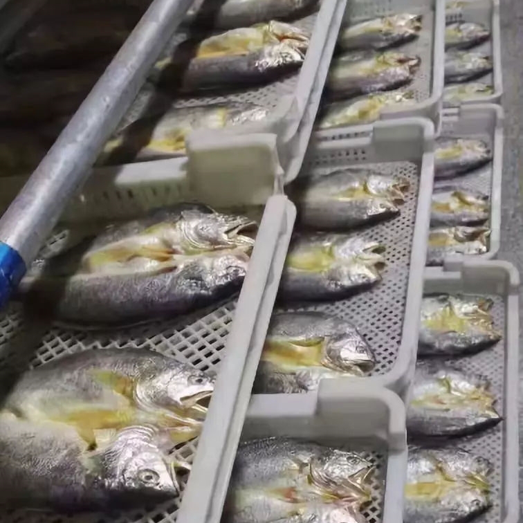 小黃魚如何快速烘干？