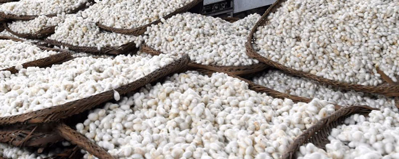 蠶繭如何快速烘干？